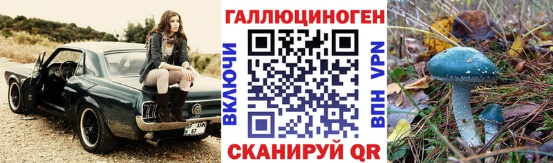 где продают   Ефремов  Псилоцибиновые грибы Psilocybine cubensis 